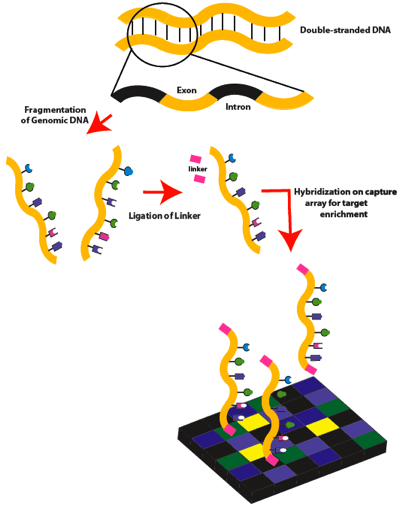 Exome sequencing-Part 1